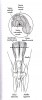 左後肢を頭側から見た膝関節(AP方向)。膝蓋骨は大腿四頭筋の終止腱にある。膝蓋骨は直(膝蓋)靭帯や外側と内側側副靭帯などで支持されている。大腿直筋とその下の中間広筋が大腿骨の真上