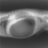 胃捻転の犬のレントゲン写真。ガスが充満し、腹腔内のほとんどを胃が占めているのが分かる。