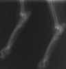 左右足根(飛)関節のレントゲン写真。関節炎と骨棘形成が認められる。