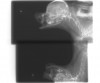 写真12:両側下顎骨のほぼ中央部で骨折。患犬の外観は下顎が垂れ、舌も納まらない状態であった。