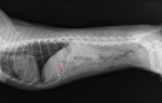 ラテラルX線像。胃内にネズミと思われる物がある。