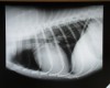 正常犬の側面レントゲン(ラテラル)像では空気は黒く写り、肺は黒く抜けているのが分かる。気管も胸骨に平行に走る。すなわち気管の挙上は見られない。